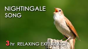We did not find results for: Best Nightingale Song 3 Hours Realtime Nightingale Singing No Loop Birdsong Birds Chirping Youtube
