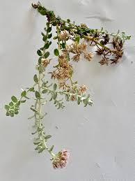 Image result for Plecostachys