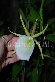 Image result for Angraecum infundibulare