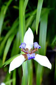Walking iris, neomarica gracilis or apostle's iris belongs to iridaceae family. Neomarica Gracilis Walking Iris
