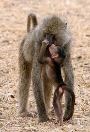 Pin By Sylvie Davis On Mommy Mother And Baby Animals Animals Beautiful Animals Wild