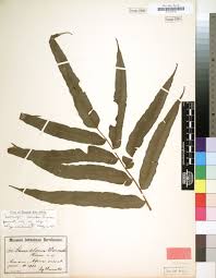 Image result for Lomariopsis warneckei