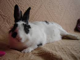Please do not give your bunny a full body bath. Common Causes Of Sudden Death In Healthy Rabbits Pethelpful