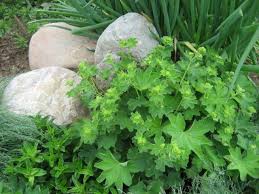 Image result for Alchemilla ellenbeckii