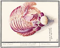 White Cabbage Brassica Oleracea 1596 Ndash 1610 By Anselmus Bo Euml Tius De Boodt Original From The Rijksmuseum D Free Illustrations Illustration Brassica