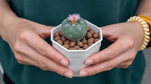 Peyote – A Naturalist'S Journey