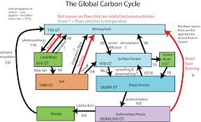Oxygen Cycle Flow Chart Unit 9 Reading Image Details Diagram