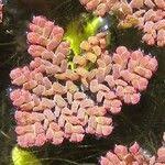 Image result for Azolla pinnata