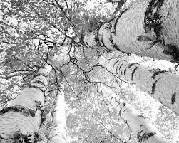 Shop for birch tree wall art from the world's greatest living artists. Amazon Com Birch Trees Print Black And White Art Photo Paper Or Canvas Picture 5x7 To 30x45 Inches Large Wall Decor Handmade