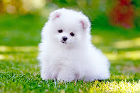 It's fairly obvious as to why the pomeranian is such a popular pup: Pomeranian Dog Breed Information Characteristics Daily Paws