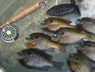 Fly Fishing for Bluegill, Panfish, Bass on Lakes - Current Works