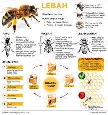 This page is about lebah kelulut,contains cara buat kotak haif lebah kelulut oleh orang. Madu Kelulut In English