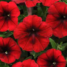 Trailing Petunia Seeds Red Velour