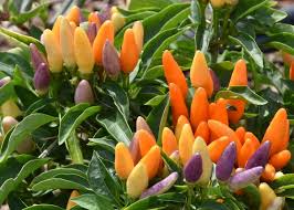You can pair them up with other ornamental plants that love full sun and hot weather, like zinnias, marigolds, or million bells. Ornamental Peppers Hot In Garden And On Tables