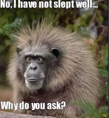 Image result for monkey fun