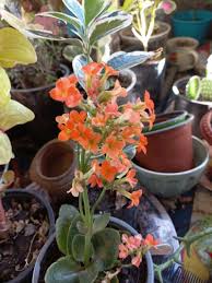 Image result for Kalanchoe laciniata
