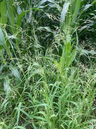 Image result for Panicum schinzii
