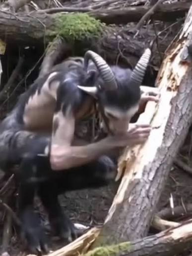 A group of hikers in Appalachia claim their trail camera captured something  they still refuse to talk about publicly. The footage shows a thin humanoid  creature with curled ram horns crouching beside