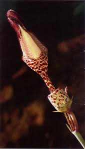 Image result for Ceropegia burchelliana