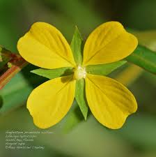 Image result for Ludwigia leptocarpa