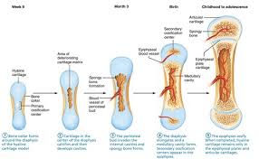Anatomy And Physiology Bone Tissue Flashcards Quizlet
