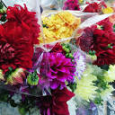 Hermosas dalhias Disponible en Diflor, excelencia en flores ...