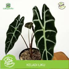 Jual Tanaman Hias Keladi Amazon Keladi Liku Parasol Alocasia Amazonica Kab Bogor Benih Muda Tokopedia