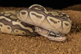 This can be attributed to the fact that they are generally hardy and very docile in nature. Pastel Ball Pythons Everything You Need To Know Embora Pets
