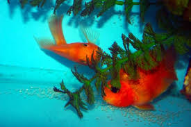 Pin On Parrot Fish