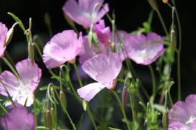 Image result for Kotschya recurvifolia