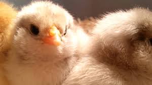 Guinea keets also available, $10 per keet. Baby Ameraucana Chickens Close Up Youtube
