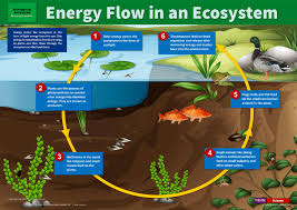 Biological Organization From Smallest To Largest That The Students Can Expect To Find At The Pond Energy Flow In An Ecosystem Ecosystems Ecosystems Projects Energy Flow