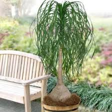 | houseplants └ plants & seedlings └ plants, seeds & bulbs └ yard, garden & outdoor living └ home & garden all categories antiques art automotive baby books business & industrial cameras & photo. 5 5 In Cottage Hill Ponytail Palm Plant In Pot Palm Plant Plants Indoor Plants