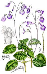 Image result for Streptocarpus myoporoides