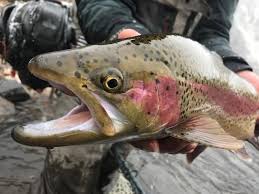 Conserving, protecting and restoring our country's coldwater fisheries and their watersheds. Guide Trip On Private Water Angler S Covey