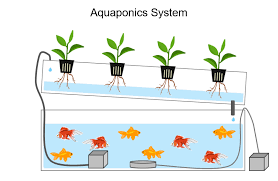 Aquaponics Diy How To Build An Aquaponic System High Tech Gardening