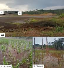 Image result for Phacelurus gabonensis