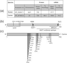 The vast majority of melanomas are from the skin but malignant melanomas have been described in nearly. Altered Nuclear Expression Of The Deubiquitylase Bap1 Cannot Be Used As A Prognostic Marker For Canine Melanoma Sciencedirect