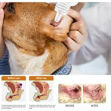 Image result for scabies dog ear