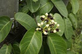 Image result for Periploca