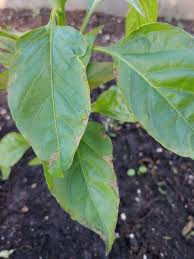 We did not find results for: Bell Pepper Leaves Have Brown Edges 647491 Ask Extension