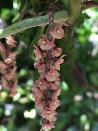 Image result for Diaphananthe