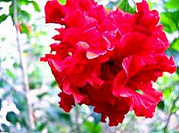 Nama saintifiknya allamanda cathartica merupakan tumbuhan hiasan genus allamanda dalam familia apocynaceae. Jenis Bunga Raya Dan Gambar Mereka Hibiscus