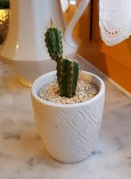 I'm not much of a cacti person (not that i don't grow and adore them, just don't study their biology much) and only knew. Cut Off The Etiolation Off Of My Friend S Cactus It Now Has A Healthy Bud Growing On Top Can I Cut The New Growth And Pot It Any Tips This Is My