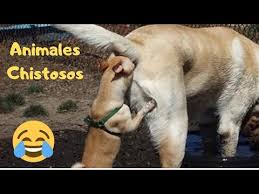 También encontrarás gratis videos de risa y chistosos. Videos De Risa 2020 Gatos Y Perros Graciosos Videos De Gatos Chistosos Videos Divertidos Mostrar