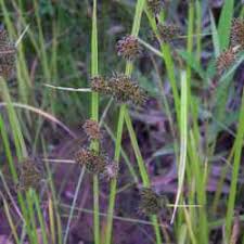 Image result for Cyperus difformis