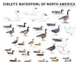 Birds Of Eastern North America Sibleys Backyard Birds Of Eastern North America Poster Etsy In 2020 Sibley Backyard Birds North America