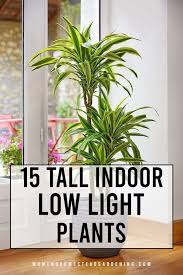Low light or indirect light. 15 Tall Indoor Low Light Plants Indoor Plants Low Light Low Light House Plants Low Light Plants