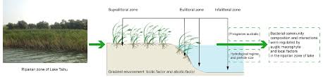 Water Free Full Text Aquatic Macrophytes And Local Factors Drive Bacterial Community Distribution And Interactions In A Riparian Zone Of Lake Taihu Html