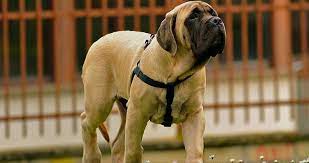 english mastiff feeding tips mastiff welpen englischer mastiff haustiere